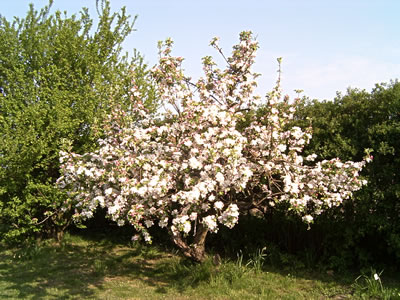 blöhn Appelboom