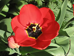 Tulpe mit swatte Midd