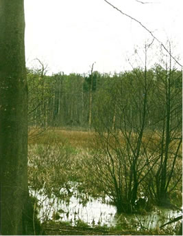 Muurlandschap, in'n Hinnergrund ein Fischadlerhorst