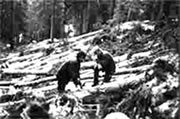 Bökenwald