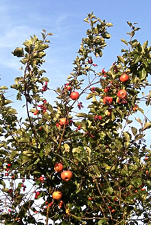 ...un de Appeln lüchen wied un sied...