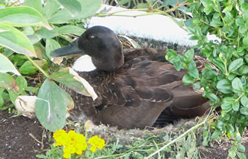 Buten dat Nest liggt al en lerrige Eierschell! 