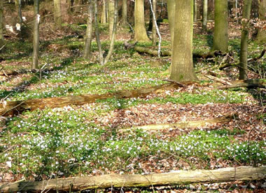 Anemonen op'n Wooldborrn. Bild: Antje Heßler 