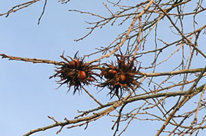 Frücht an'n Boom