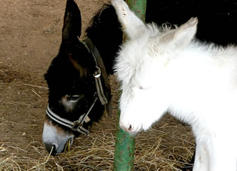 Mama un Caspar