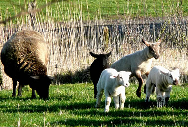 ...un jumpen! Bocksprüng! Dat mutt nu mal ween!