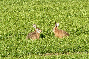 twee Oosterhasen