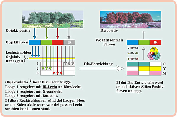 Afbild 3: Dat blawe Lecht van dat Objekt werd utfiltert. Dorför hett dei Film eine IR-sensible Laoge. För dei annern Lechtfarven giv et, so as bi'n Farvfilm, dei passen Filmlaoge. IR-Filme sünd meist Diafilme, dei dann direkt mit Positivfarven entwickelt werd. — Se köönt dat Bild dör Klick vergröttern! Trügge kaomt Sei wer mit den "Zurück"-Knoop up dei Symbollieste