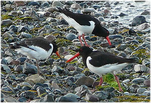 Familie Halligstork