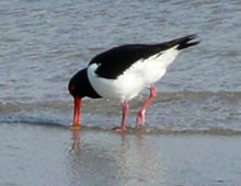 Halligstork mit rode Been