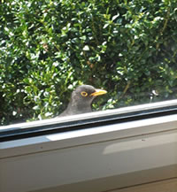 Herr Amsel mit den scharpen Blick