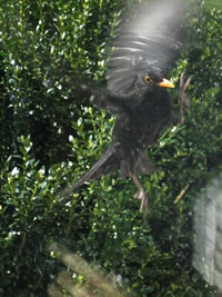 Herr Amsel flüggt en Angriff op de Finsterschiev