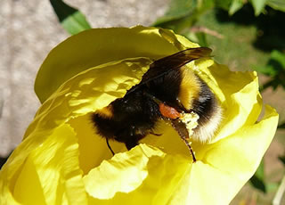 Wat för'n Hummel weer dat? En Eerdhummel, so as düss?  -- Klick op to'n Vergröttern!