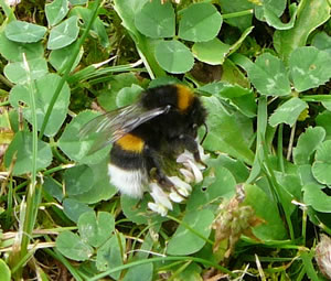 De Wittsteert-Hummel is de Eerdhummel.  -- Klick op to'n Vergröttern!