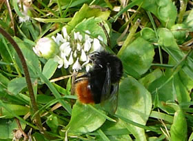 Steenhummel.  -- Klick op to'n Vergröttern!