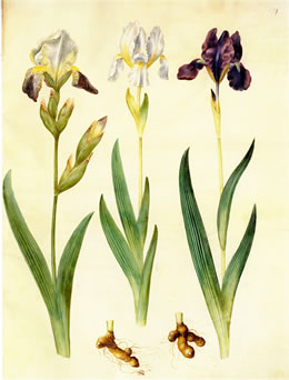 Iris