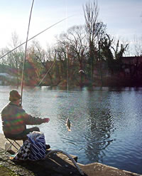 Vele Angler sünd den Karpen sien Dood