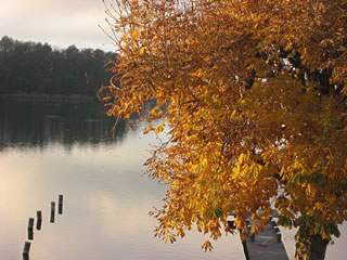 Kastangelboom an'n See