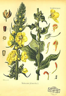 Königskerz vun de Aart "phlomoides"