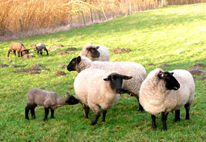 Familie Schaap