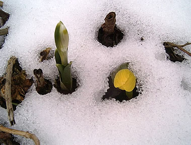 Märzenbeker un Winterling