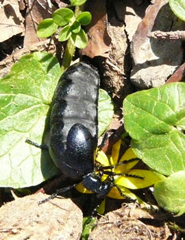 Maiworm, Se. -- Klick op to'n Vergröttern!