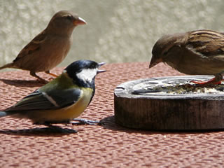 Schandaal op'n Foderplatz