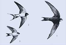 Fleeg-Vergliek: 1 = Muerseiler, 2 = Rookswulk, 3 = Mehlswulk. Bild: NaBu