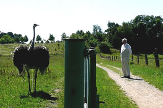 Links Herr Nandu, rechts Herr Schwippert