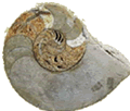 Nautilus-Fossil