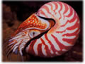 Nautilus, lebennig