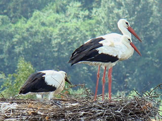 Störk. Bild: Mindaunas Urbogas/Wikimedia Commons