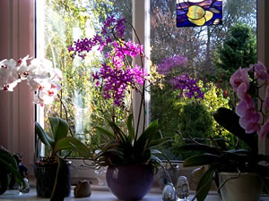 Orchideenfinster. -- Klick op to'n Vergröttern!