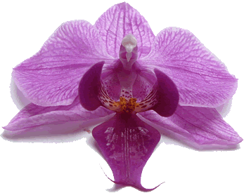 Phalaenopsis-Blööt. -- Klick op to'n Vergröttern!