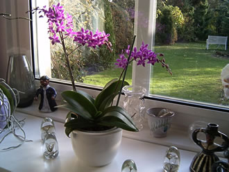 Orchidee Nr. 1 na dat Ümplanten un Besnieden -- Klick op to'n Vergröttern!