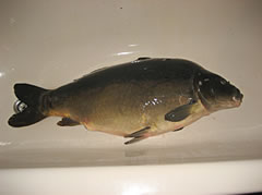 De Oscar-Fisch