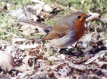 Harvst is! Un jümmers noch söökt Rootbost Wörms un Insekten in de Footstappen vun grote Deerten...