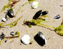 Strandgoot. Klick op to'n Vergröttern!