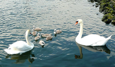 Familienleven