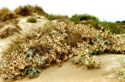 Stranddiesseln in de Camargue