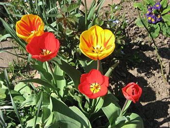 Bunte Tulpen