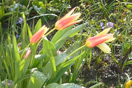 Tulpen