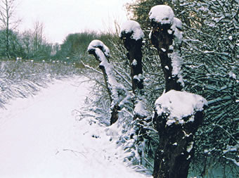 Koboldbööm an'n Wakenitzweg. Foto: Anke Nissen