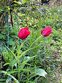 tulpen