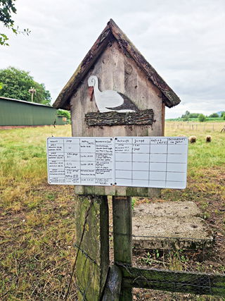 stork