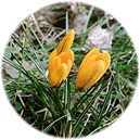 En Krokus för Helga