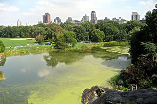 See in'n Central Park